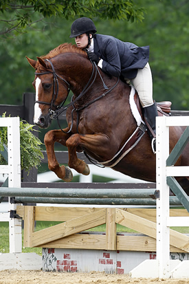horse jumping with rider
